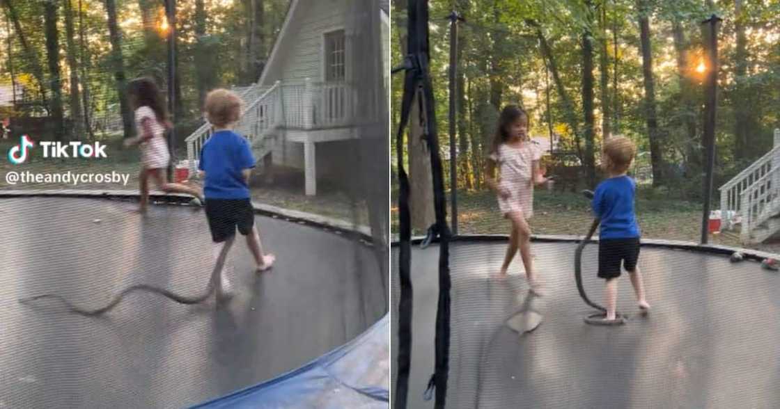 TikTok video shows brother chasing sister with snake