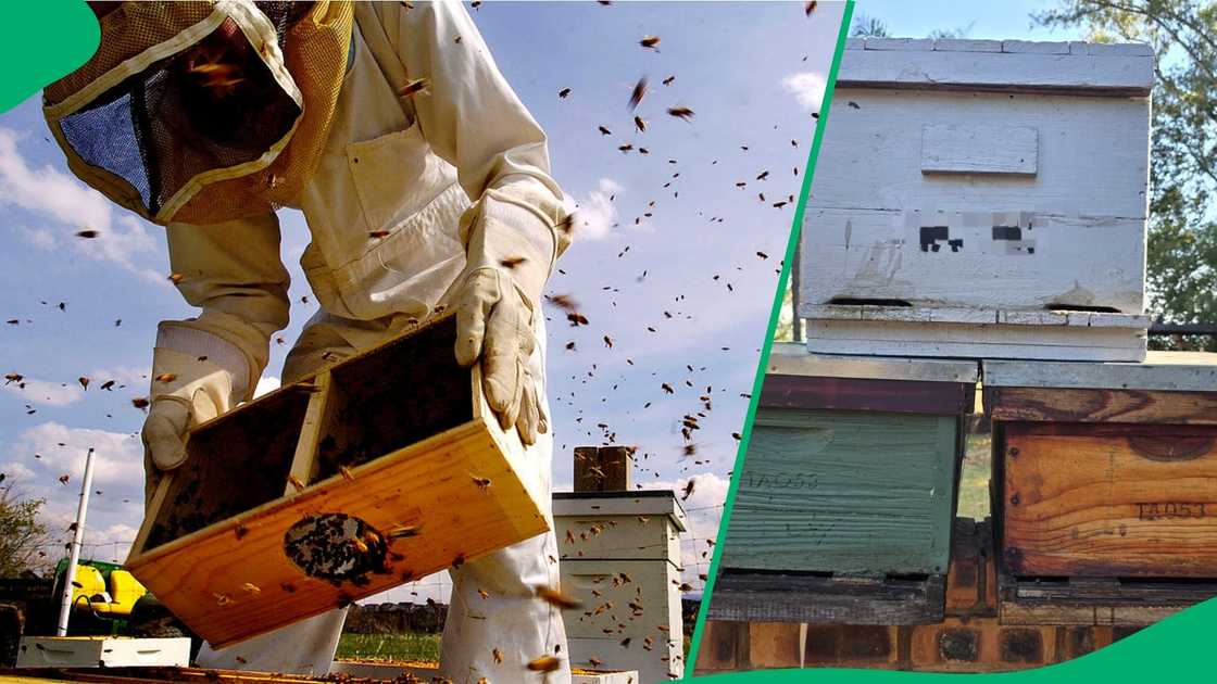 Bee hives stolen in Lichtenburg, North West.