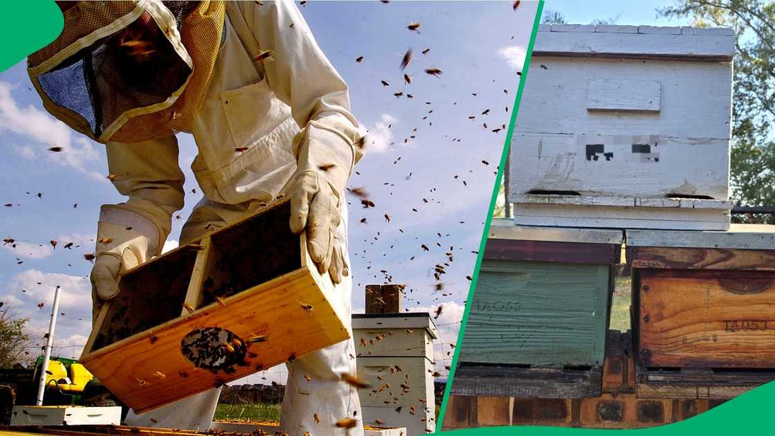 Bee hives stolen in Lichtenburg, North West. Bee hives stolen in Lichtenburg, North West.