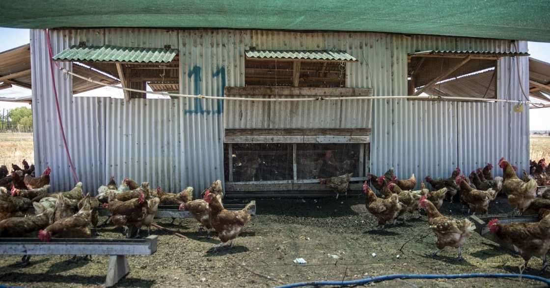 Chicken farms were looted during the July unrest in 2021 Chicken farms were looted during the July unrest in 2021