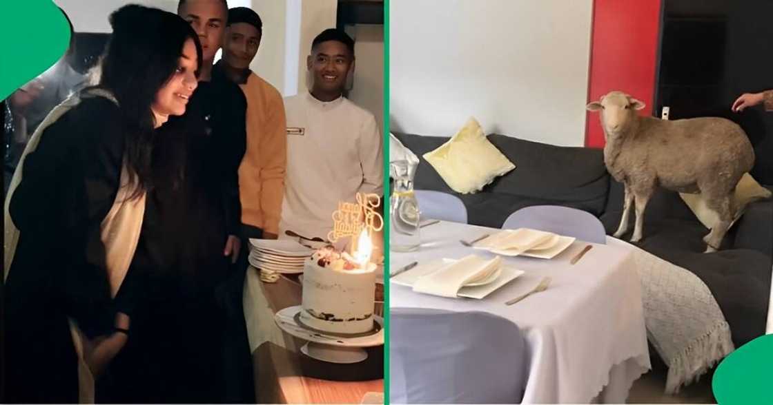 Sheep broke into family event Sheep broke into family event