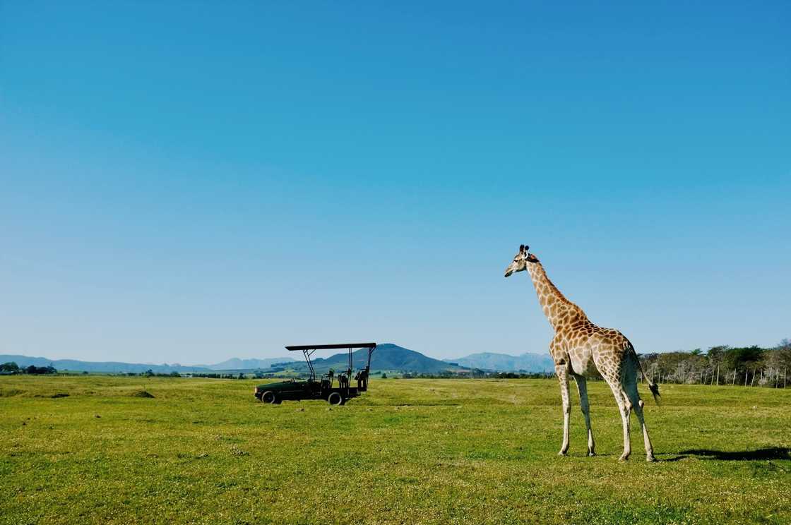 Many visit Kruger National Park for its renowned wildlife Many visit Kruger National Park for its renowned wildlife