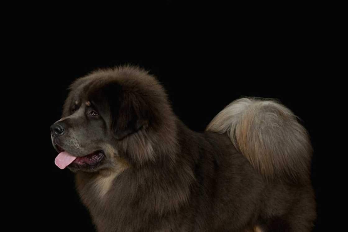 What is the most expensive dog breeds 2020?
