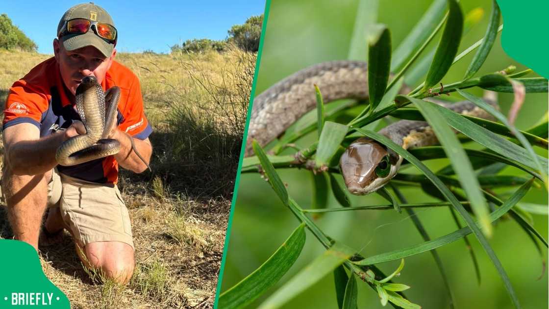 A man's snake catching clip goes viral. A man's snake catching clip goes viral.