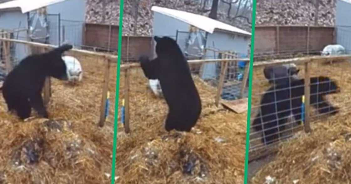 A TikTok video shows 2 pigs fight a black bear A TikTok video shows 2 pigs fight a black bear
