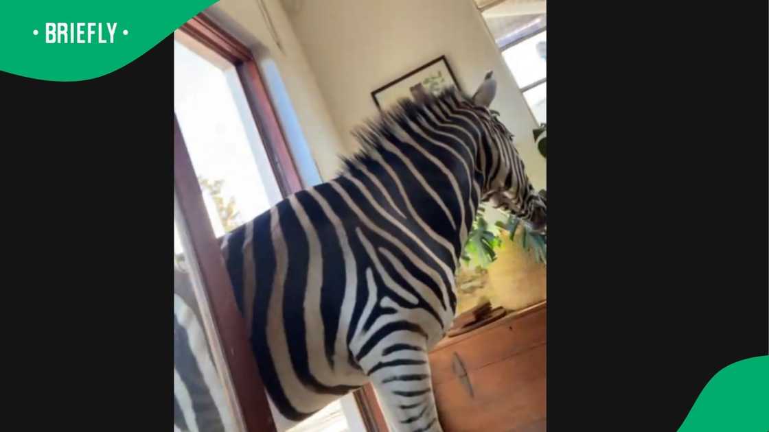 A wildlife sanctuary owner started his day off with some humour. A wildlife sanctuary owner started his day off with some humour.