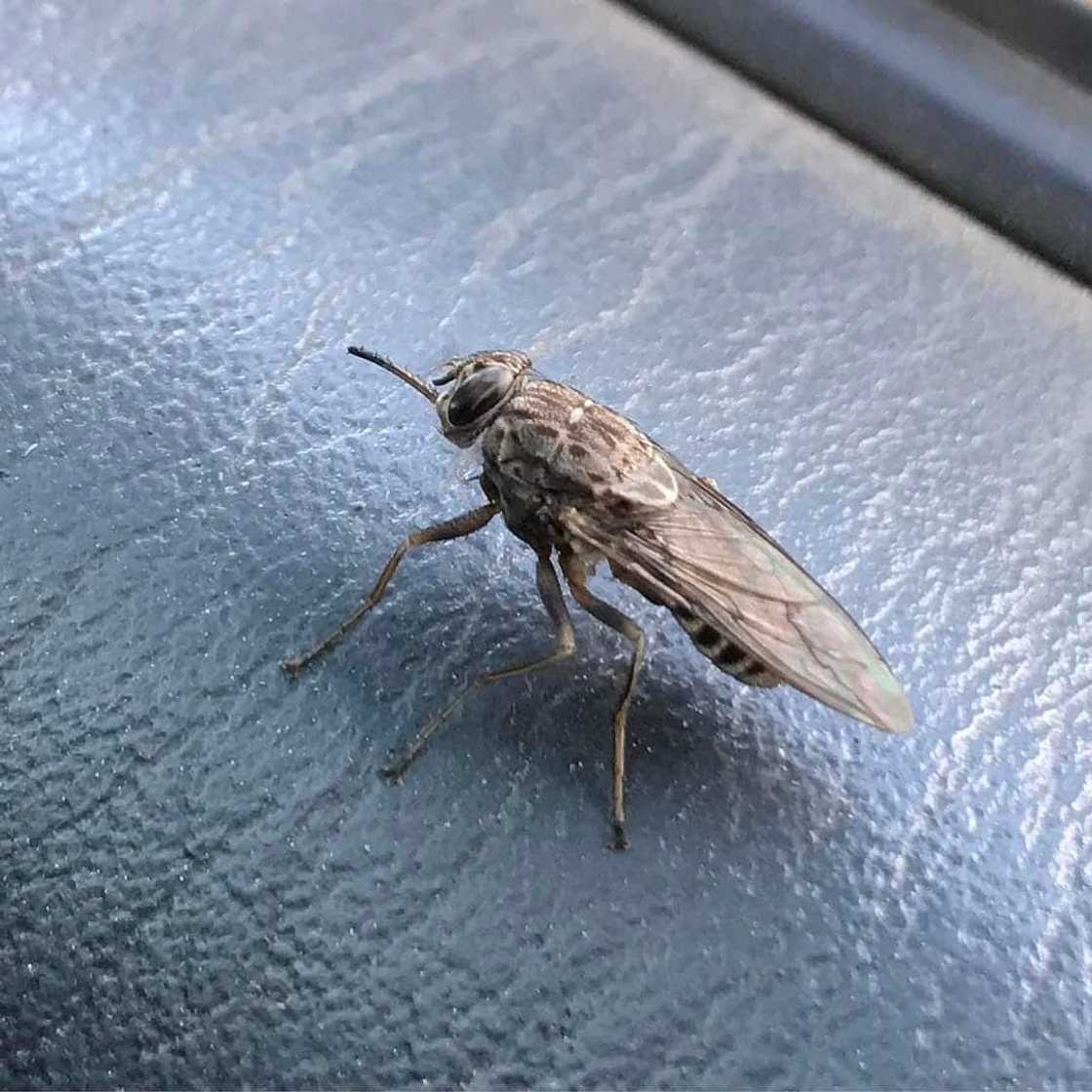 World's most dangerous animals in the world | Top 25 list World's most dangerous animals in the world | Top 25 list