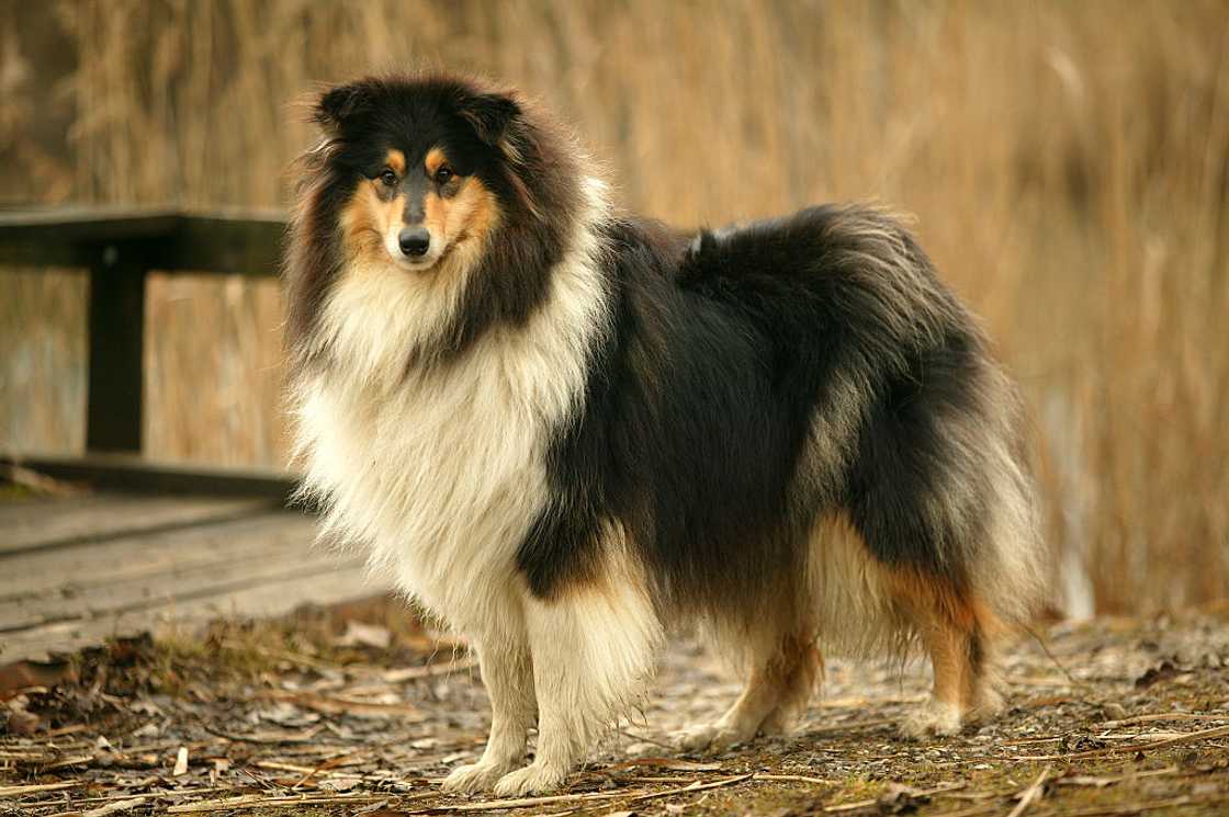 Rough collie, Canis familiaris, looking to camera.