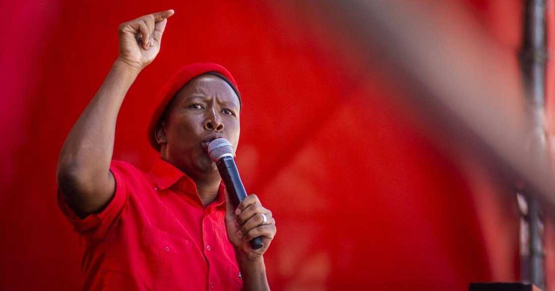 Julius Malema, local government elections, municipal elections, Covid 19, coronavirus, Twitter, IEC Julius Malema, local government elections, municipal elections, Covid 19, coronavirus, Twitter, IEC