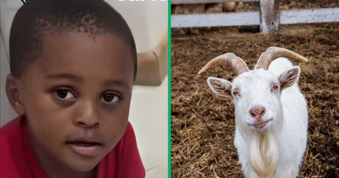 A woman took to TikTok to unveil how her nephew watches cartoons with his pet. A woman took to TikTok to unveil how her nephew watches cartoons with his pet.