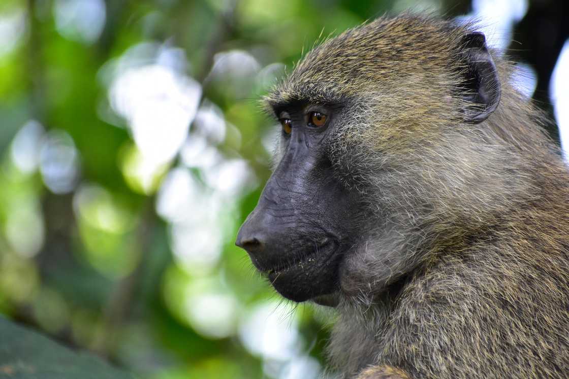 South Africans scared of baboons South Africans scared of baboons