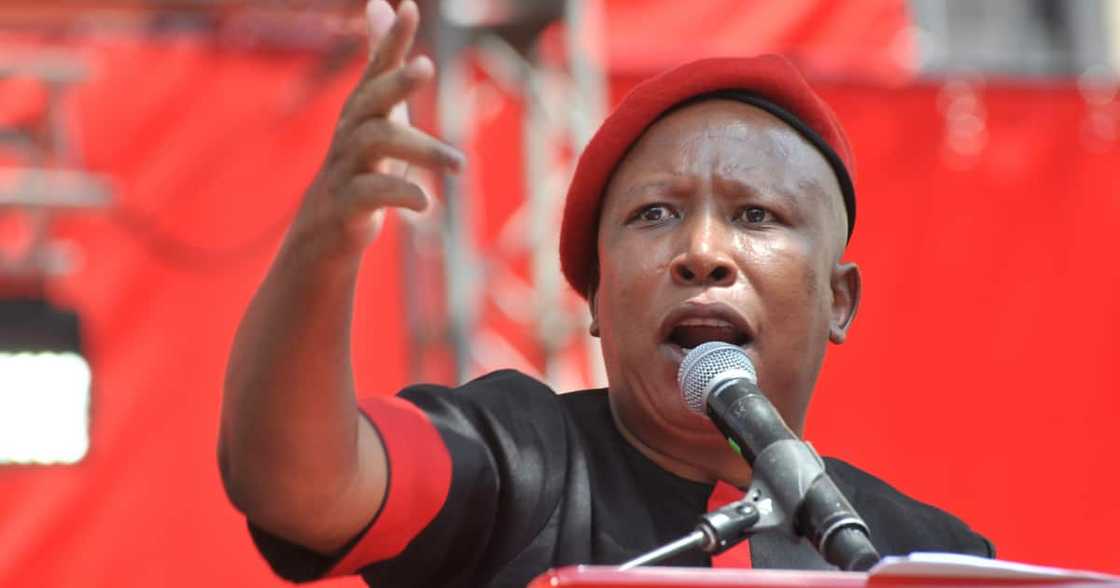 Julius Malema, EFF, Local government elections, campaign trail, Limpopo Seshego Julius Malema, EFF, Local government elections, campaign trail, Limpopo Seshego