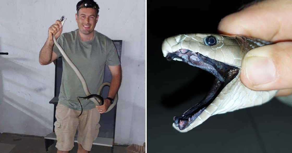 Nick Evans catches 2.3m black mamba Nick Evans catches 2.3m black mamba