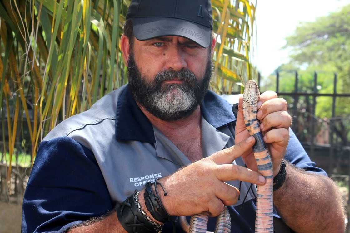 A barefoot man rescued a snouted cobra, leaving South Africans in shock. A barefoot man rescued a snouted cobra, leaving South Africans in shock.