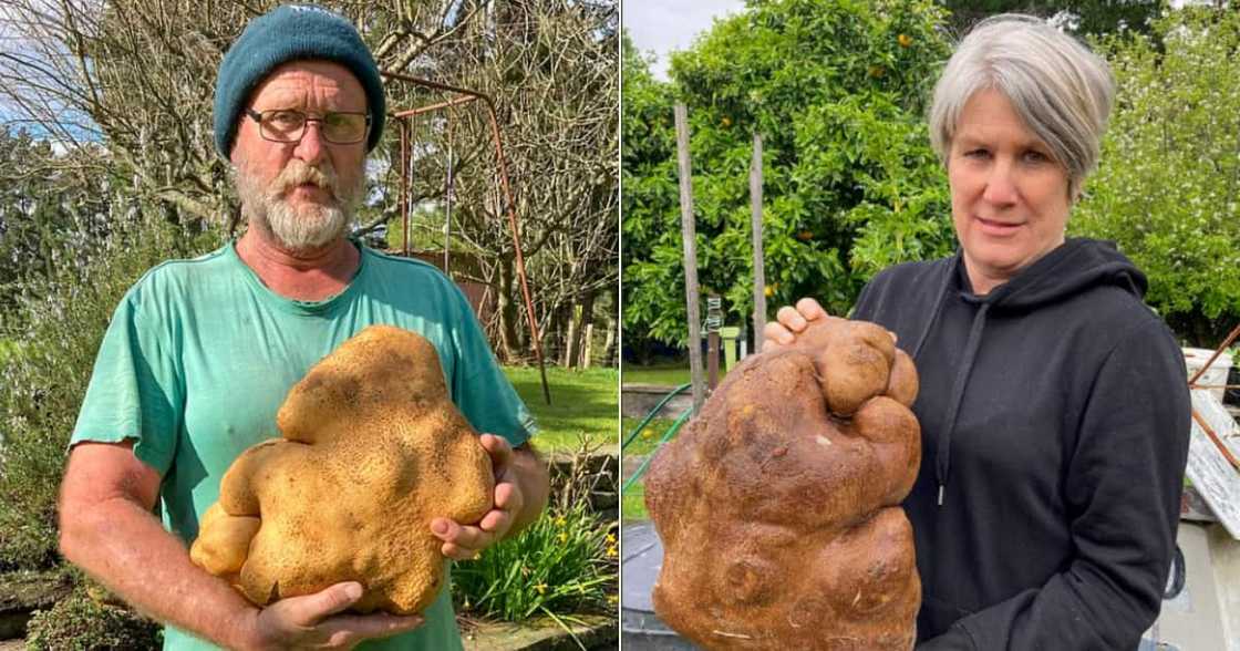 New Zealand, Potato, Large, Record, World, Couple New Zealand, Potato, Large, Record, World, Couple