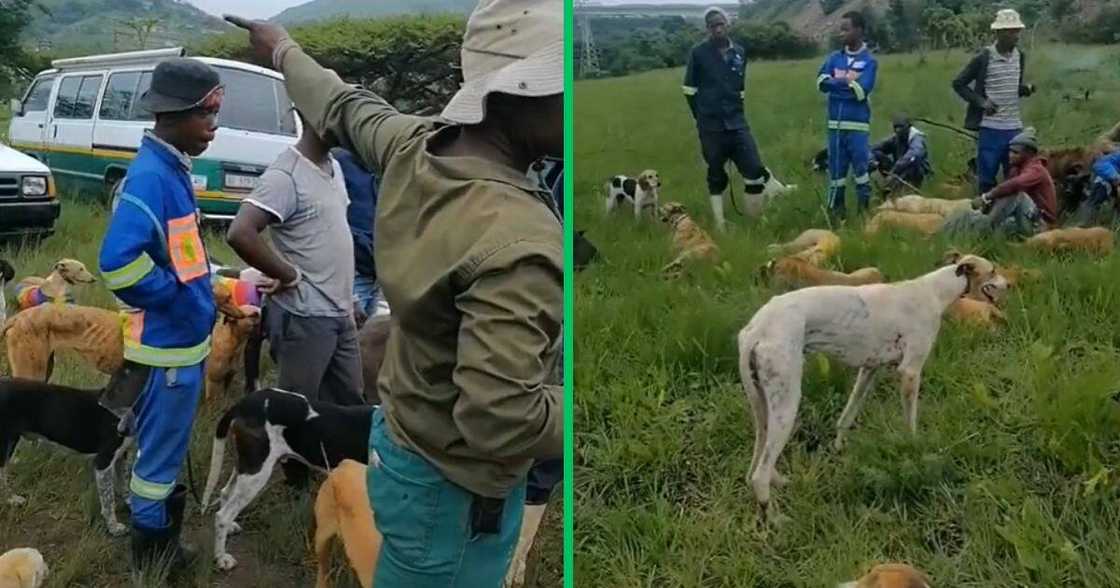 Men travel with dogs in a taxi