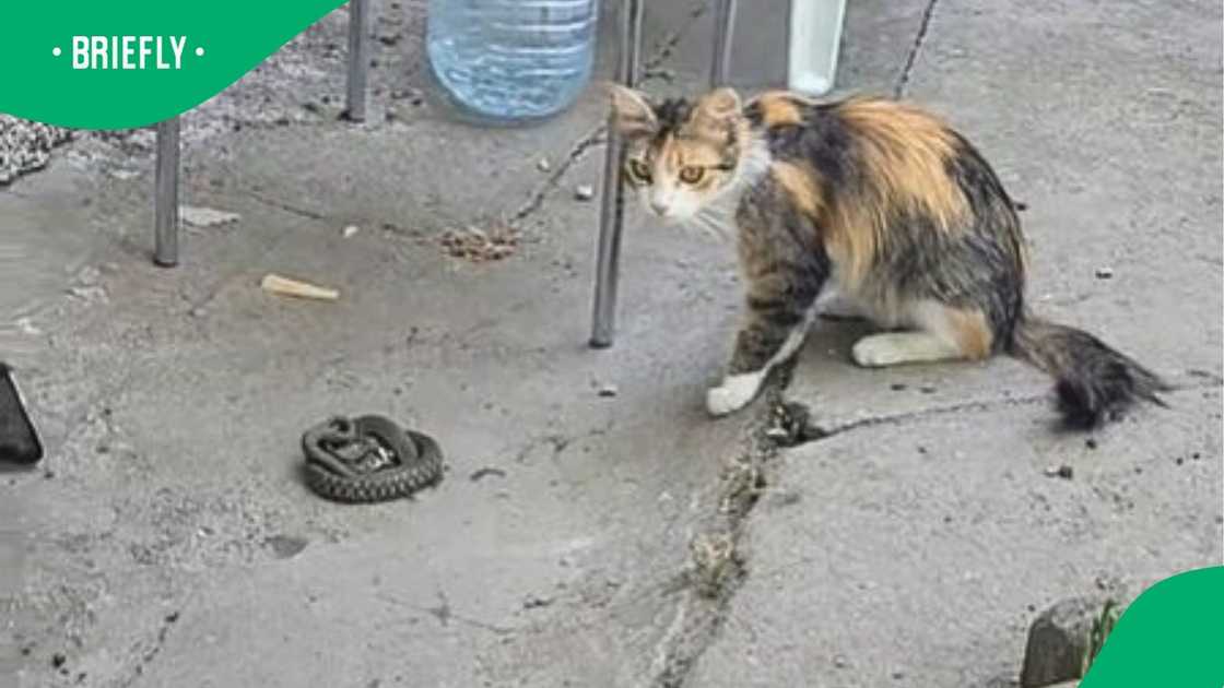 A cat and snake amassed more than six million views in a TikTok video A cat and snake amassed more than six million views in a TikTok video