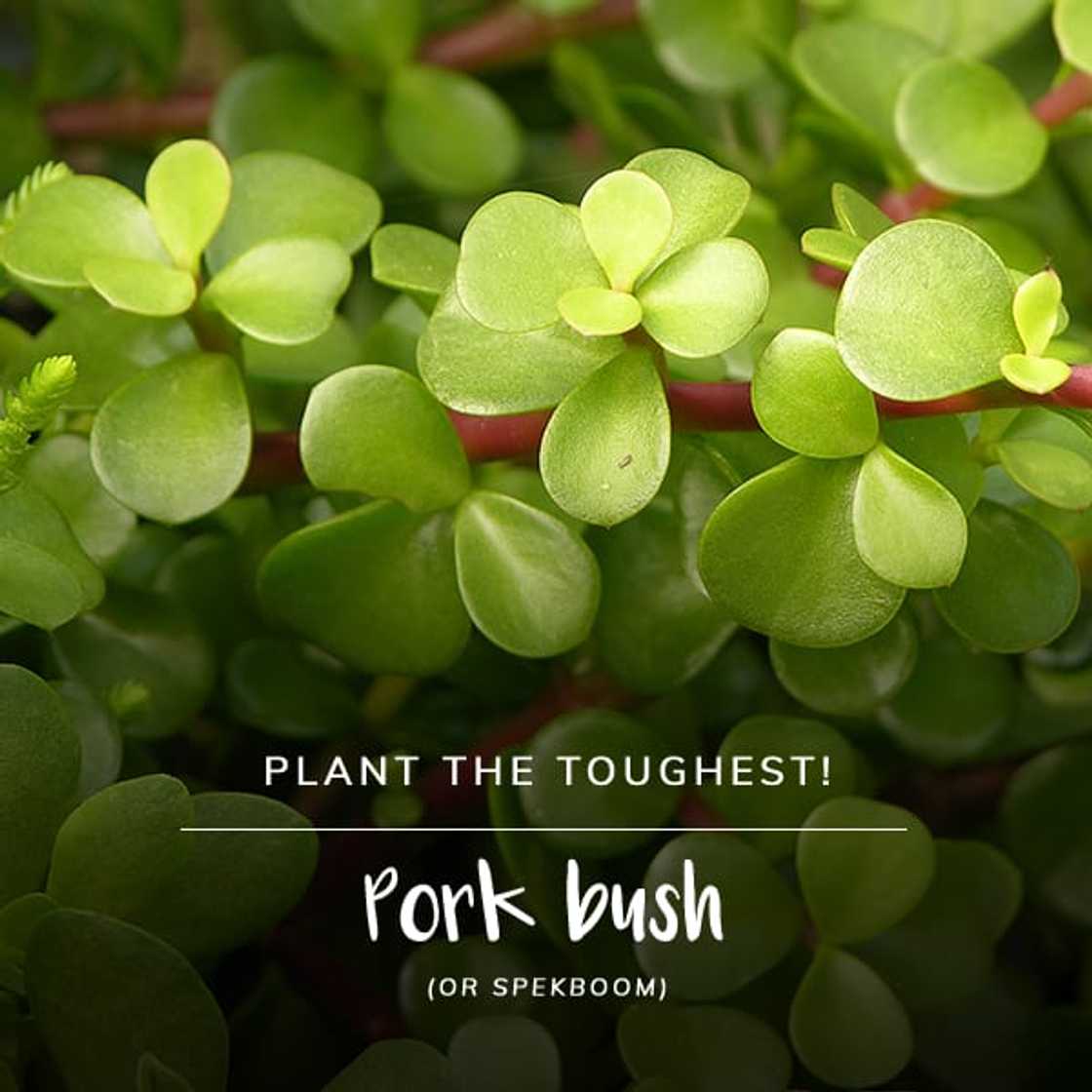 Spekboom health benefits Spekboom health benefits