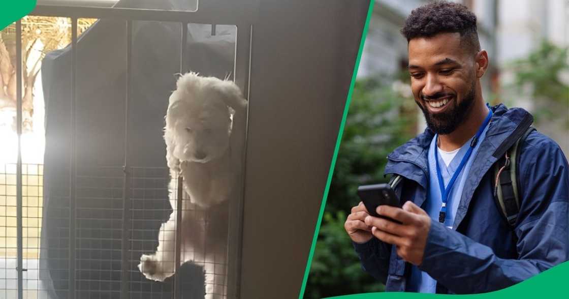 A funnu dog showed off its Mzansi side and jumped over a closed burglar gate. A funnu dog showed off its Mzansi side and jumped over a closed burglar gate.