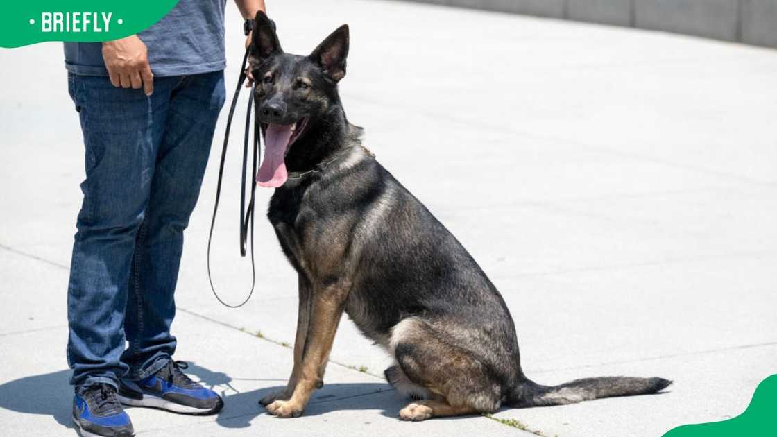 A Dutch Shepherd with its owner