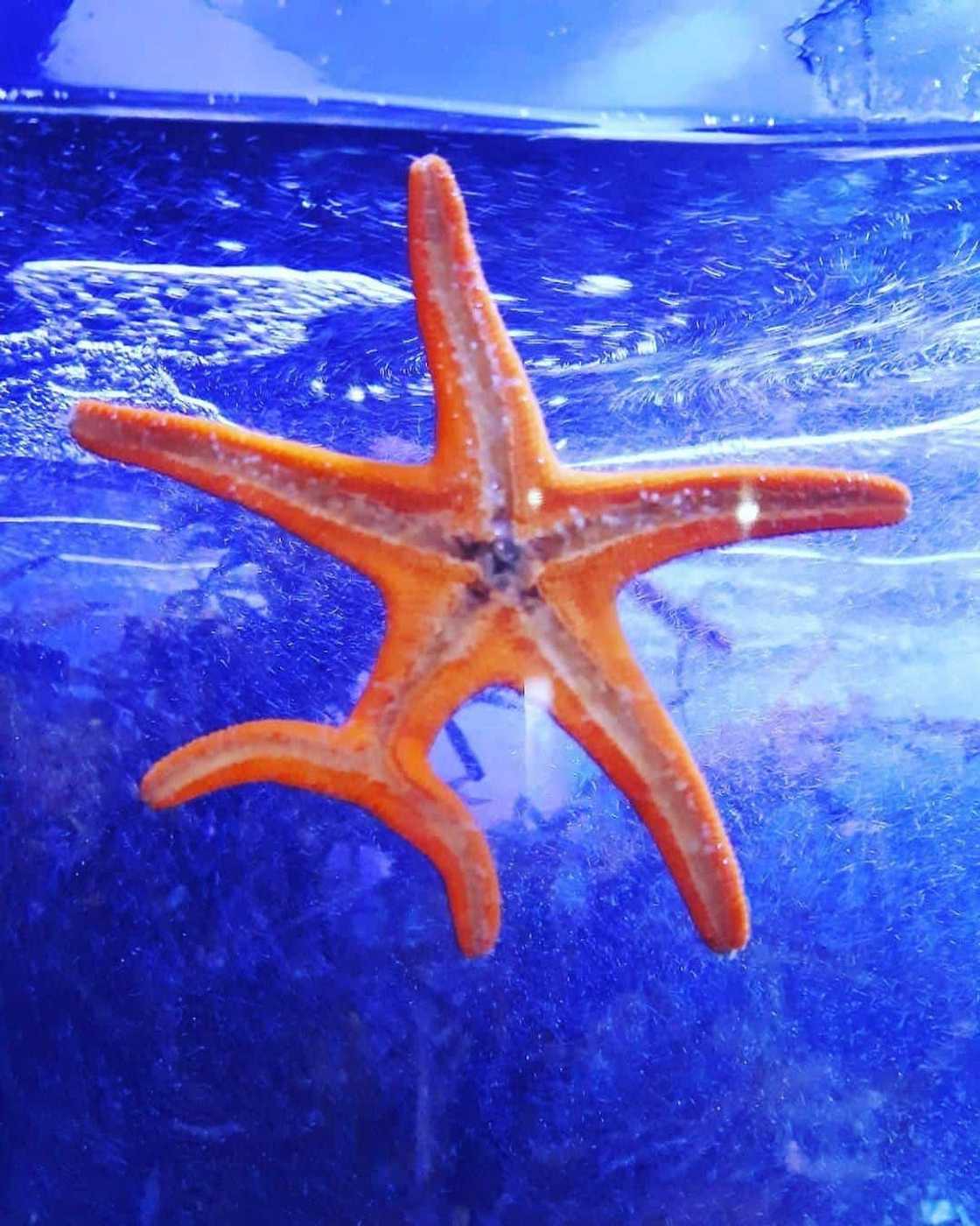 Two Oceans Aquarium Two Oceans Aquarium