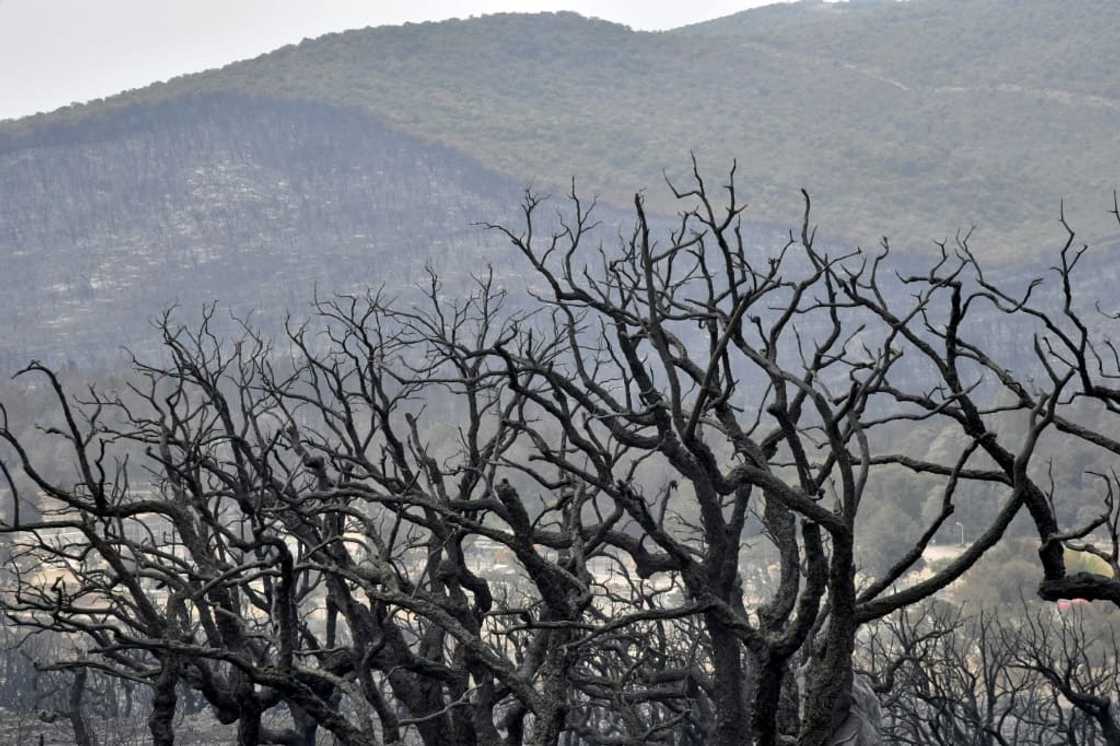 Burnt forest in Algeria's El Kala area on August 18, 2022 Burnt forest in Algeria's El Kala area on August 18, 2022