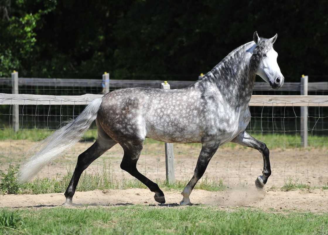 What is the most expensive horse in the world 2021? What is the most expensive horse in the world 2021?