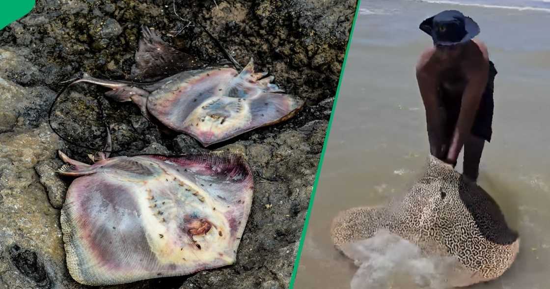 Chap rescues stingray Chap rescues stingray