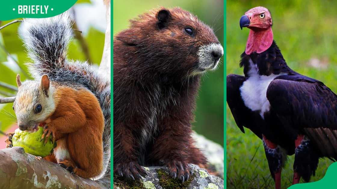 Variegated squirrel (L), Vancouver Island Marmot (C) and vulture (R)