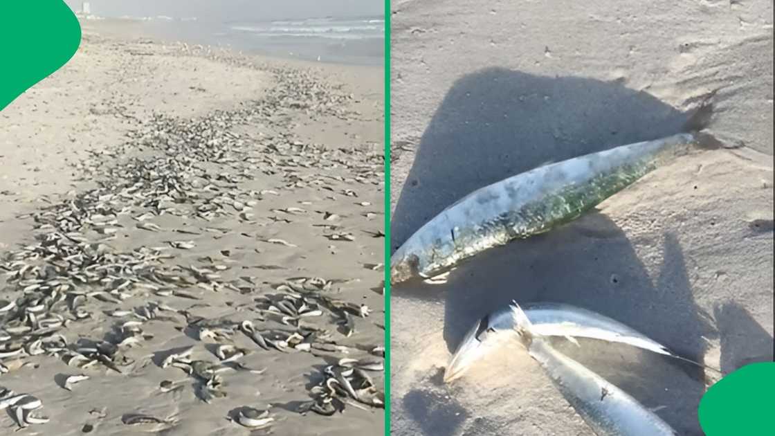 Onlookers expressed deep concern over possible water contamination as local marine life continues to wash ashore Onlookers expressed deep concern over possible water contamination as local marine life continues to wash ashore