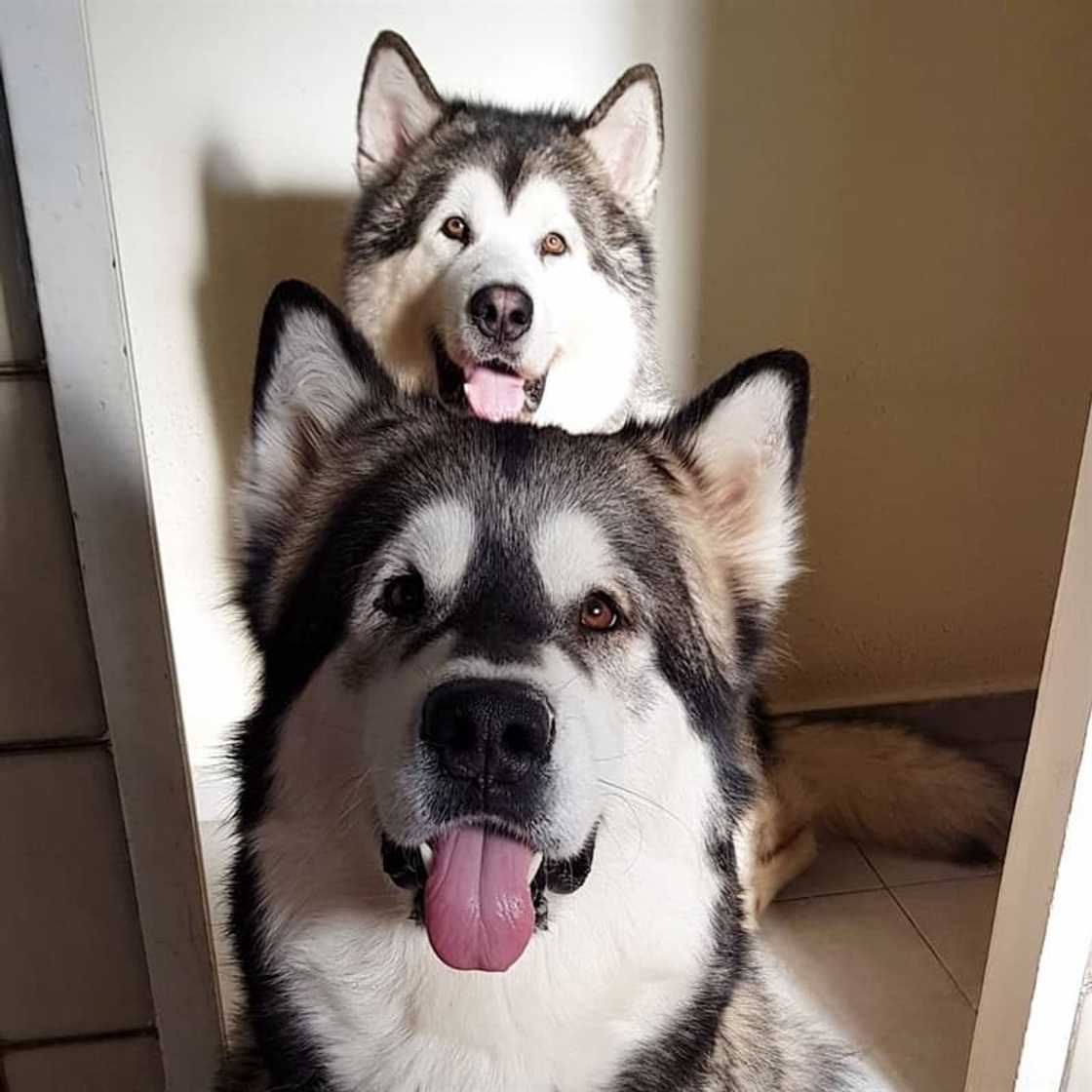vicious dogs vicious dogs