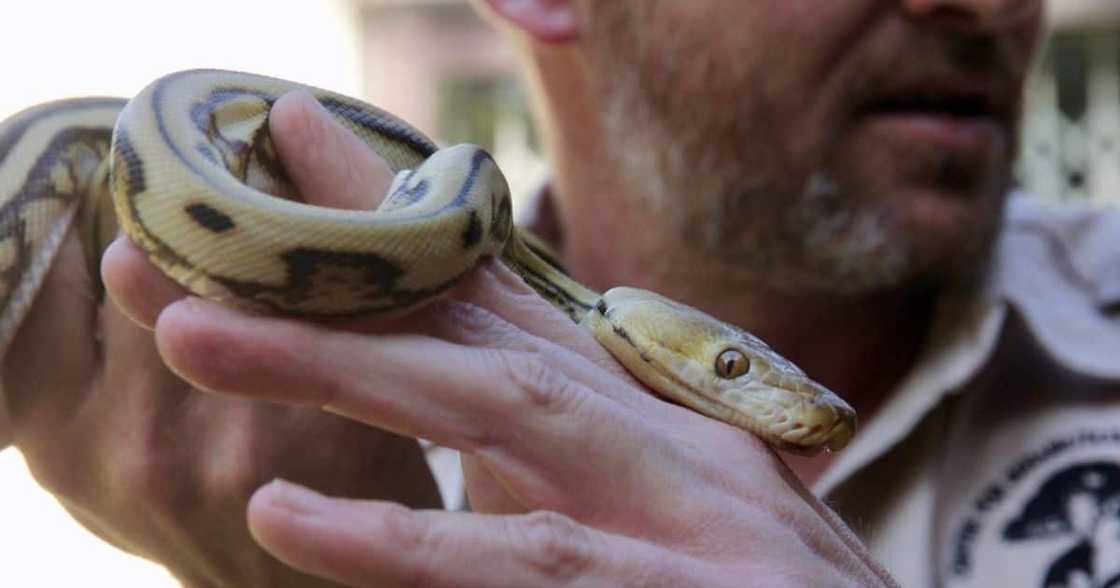 Snake Lover, Clint,1000 Bites, CROW, KZN, Durban Snake Lover, Clint,1000 Bites, CROW, KZN, Durban