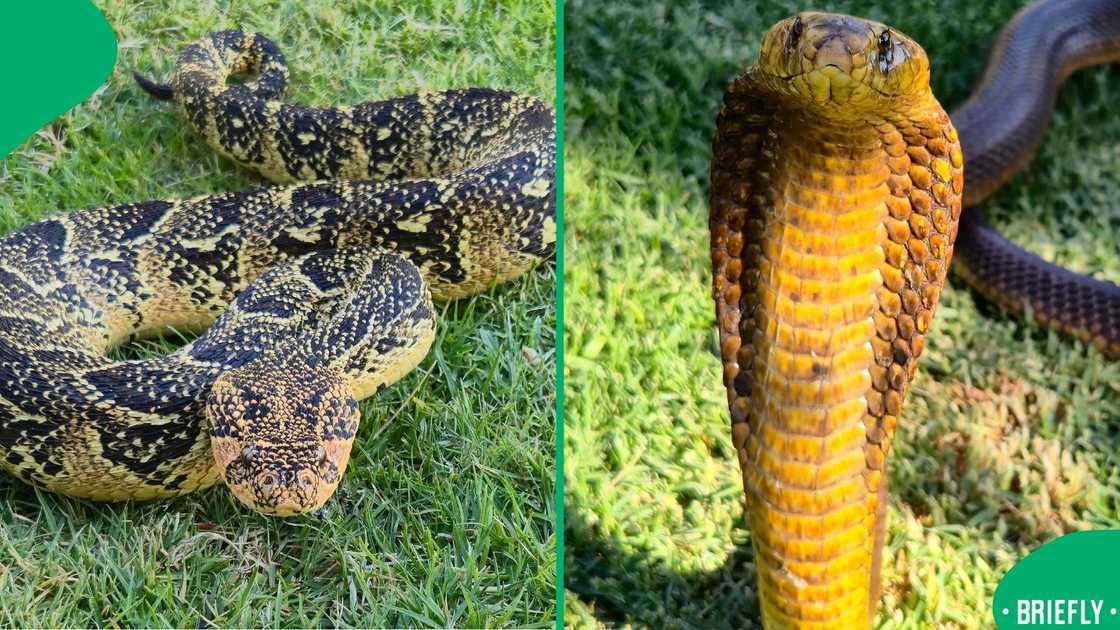 A wildlife expert shared a video showing the process of freeing a tied and neglected puff adder A wildlife expert shared a video showing the process of freeing a tied and neglected puff adder