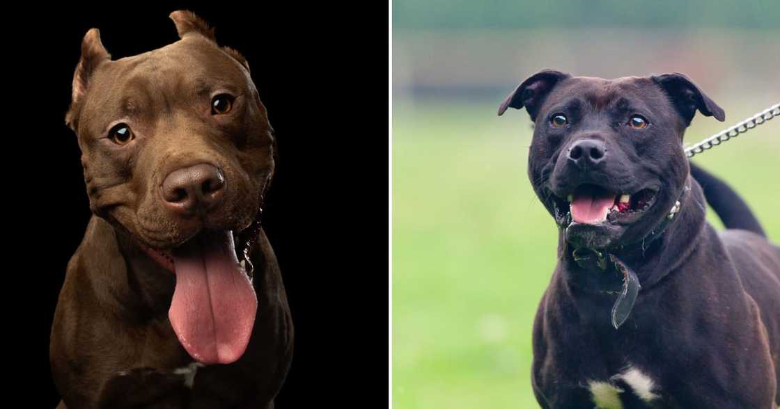 A mom advocating for a ban on pit bulls sparked a debate. A mom advocating for a ban on pit bulls sparked a debate.