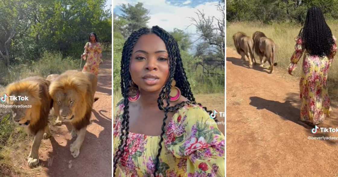 TikTok user @beverlyadaeze walking with lions TikTok user @beverlyadaeze walking with lions