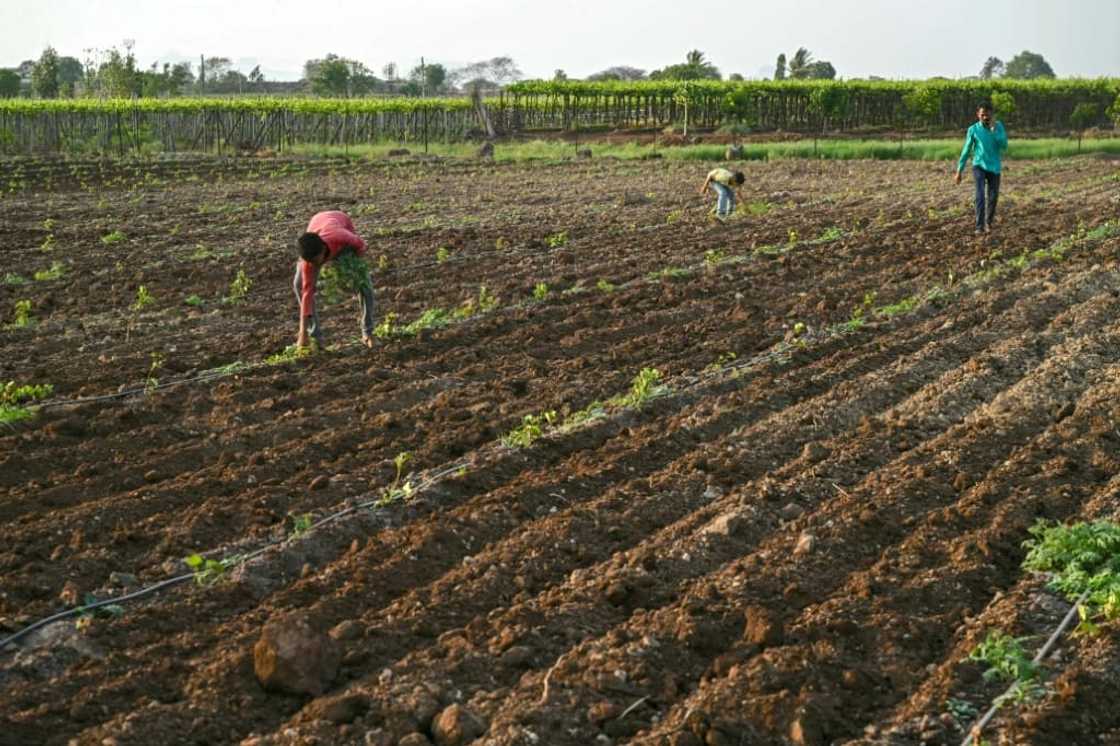 Nashik district in Maharashtra state is the heartland of Indian onion production