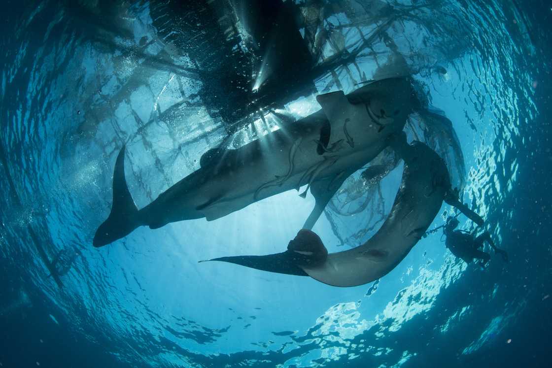 South Africa amazed by number of sharks caught South Africa amazed by number of sharks caught