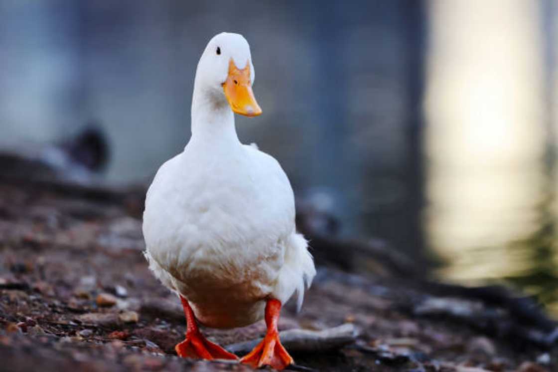 A duck perching on a rock