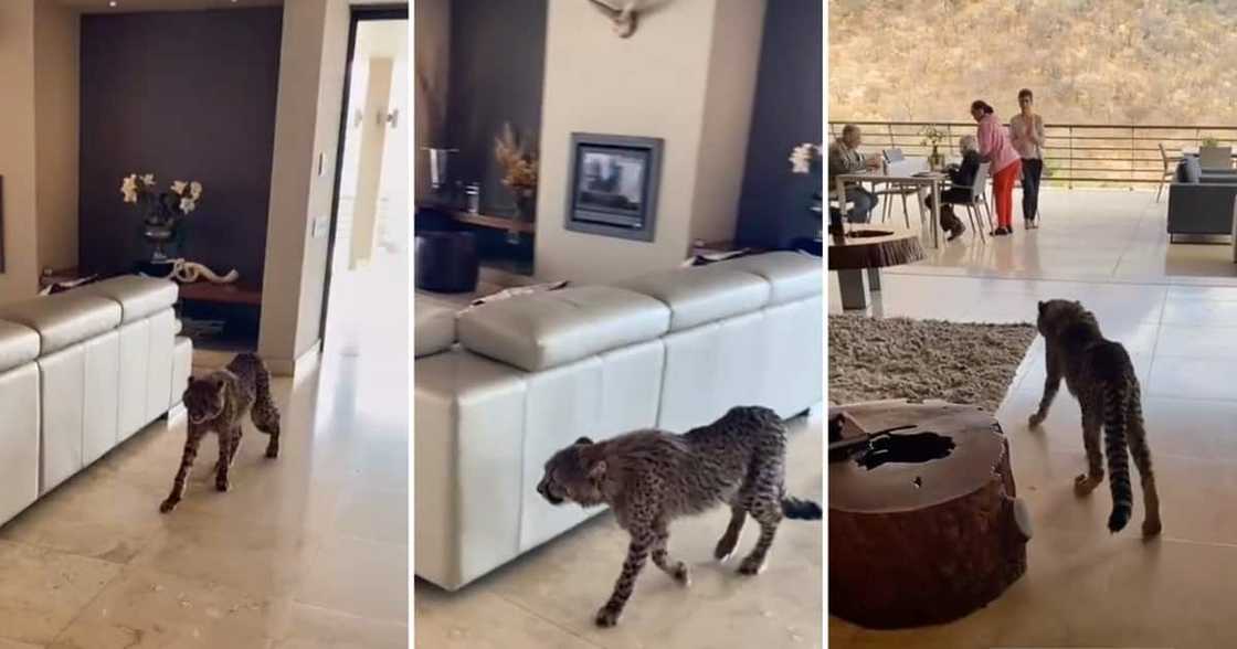 Cheetah walks into Mzansi resort Cheetah walks into Mzansi resort