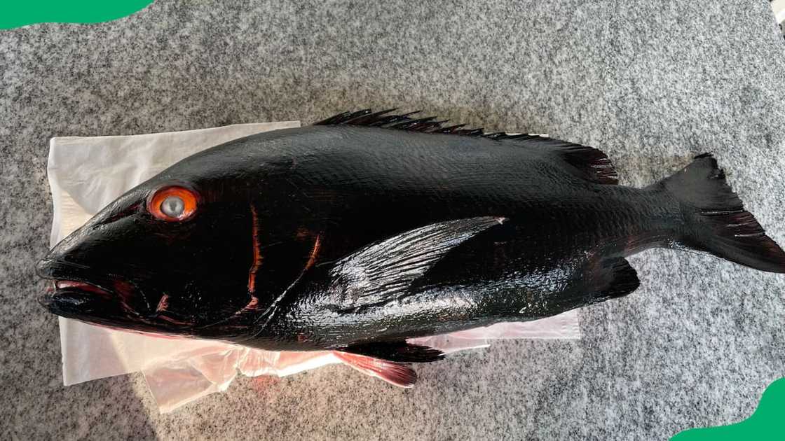 A nightfish lying on the ground A nightfish lying on the ground