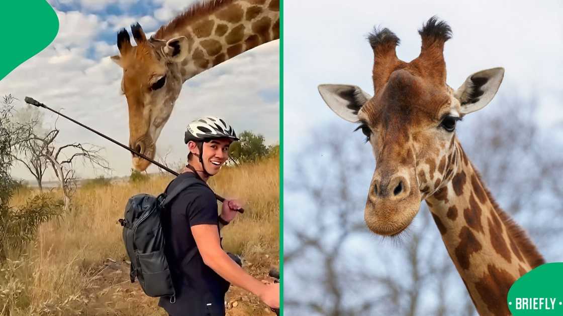 A man shared his encounter with a giraffe. A man shared his encounter with a giraffe.