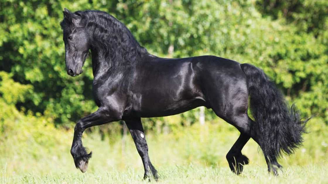 What is the most expensive horse in the world 2021? What is the most expensive horse in the world 2021?