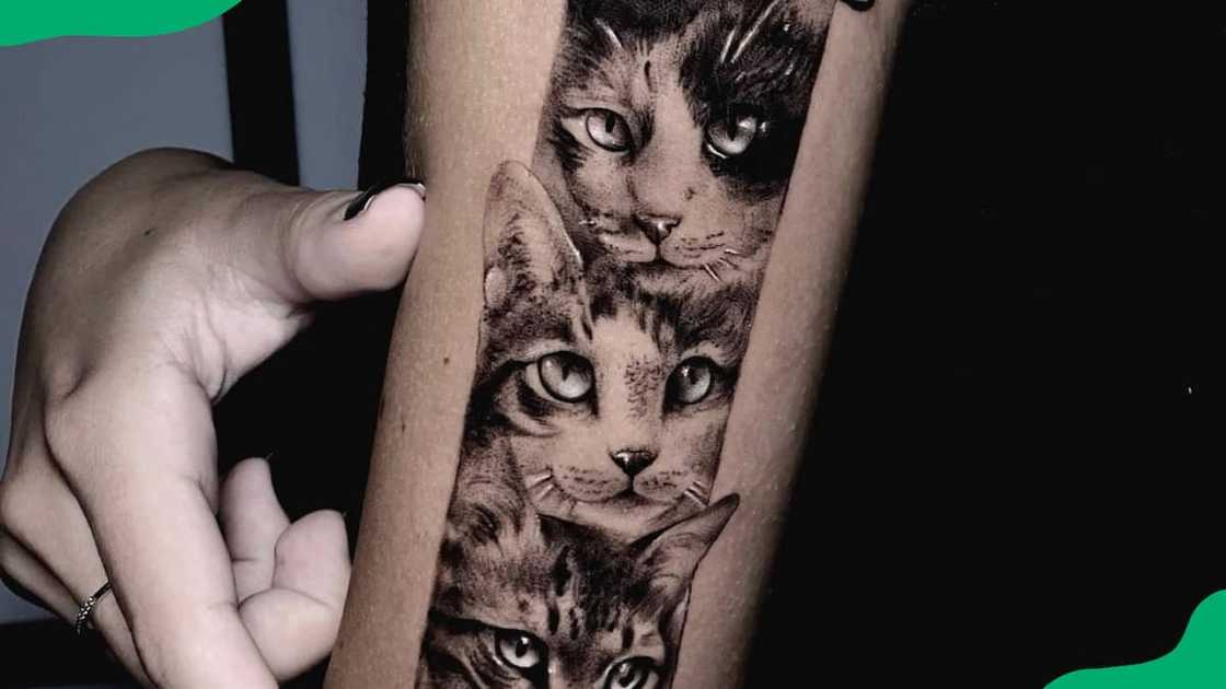 Tripple cat tattoo Tripple cat tattoo
