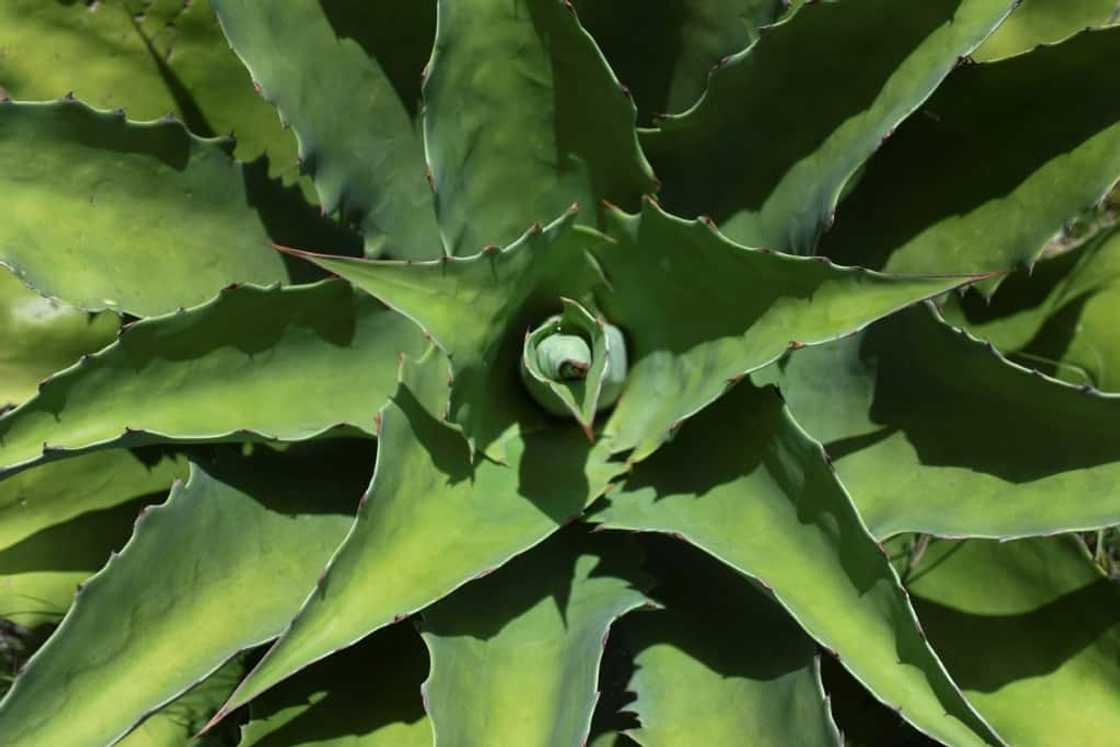 A tobala agave plant grows in Villa Sola de Vega in southern Mexico