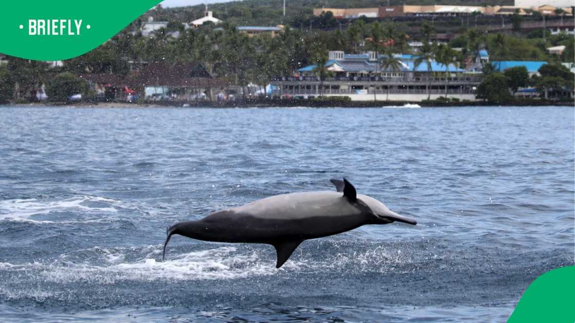 Image showing Dolphin swimming during Ironman competition