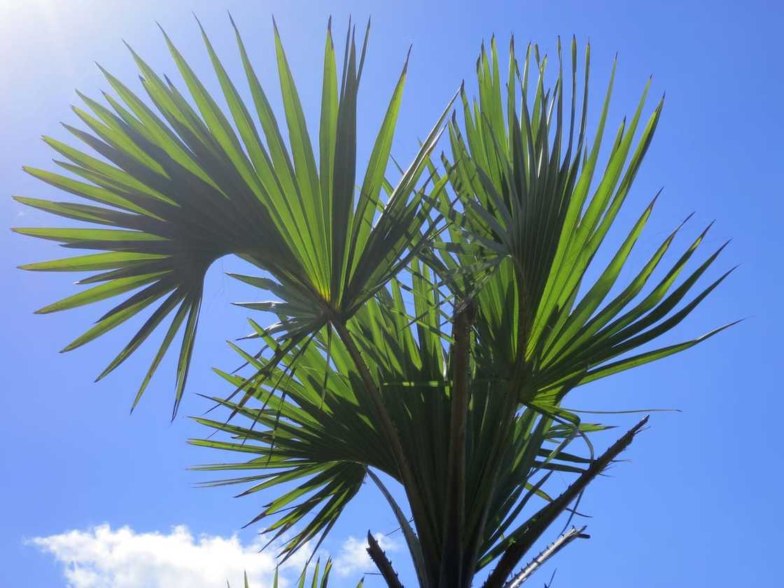 palm types palm types