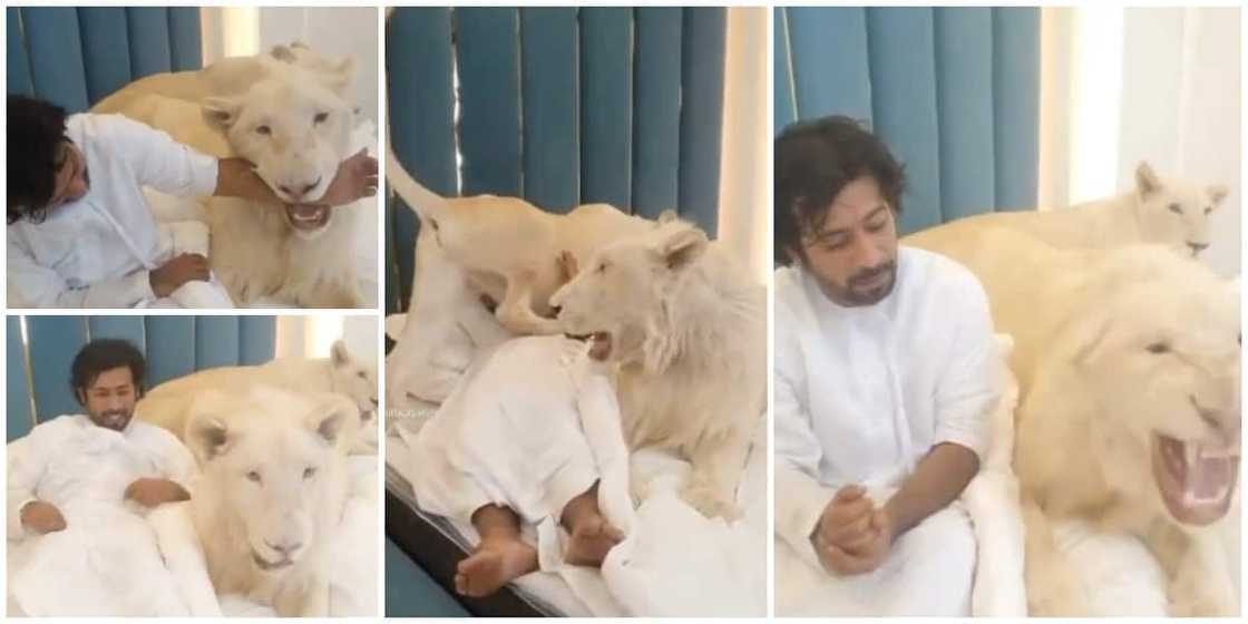 Man Plays with Two Lionesses on Bed, Puts his Arm into the Mouth of one of Them in Stunning Video, Many React