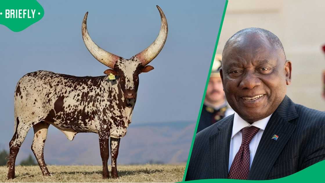 An Ankole heifer belonging to President Cyril Ramaphosa was sold for R6.4 million at auction An Ankole heifer belonging to President Cyril Ramaphosa was sold for R6.4 million at auction