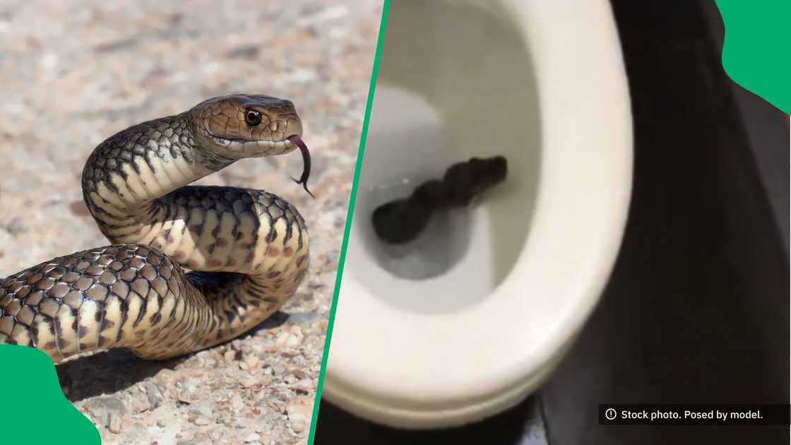 A chilling snake encounter in a bathroom went viral on TikTok and sparked nationwide conversation A chilling snake encounter in a bathroom went viral on TikTok and sparked nationwide conversation