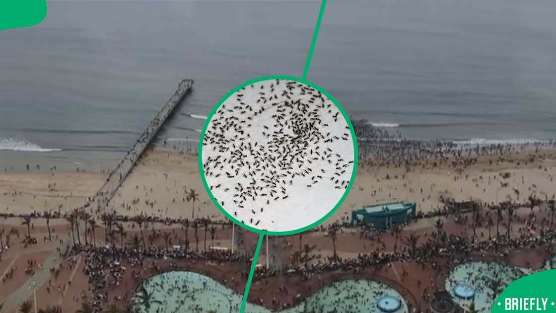 The picture in the middle showed a bunch of ants, which were compared to the crowd
